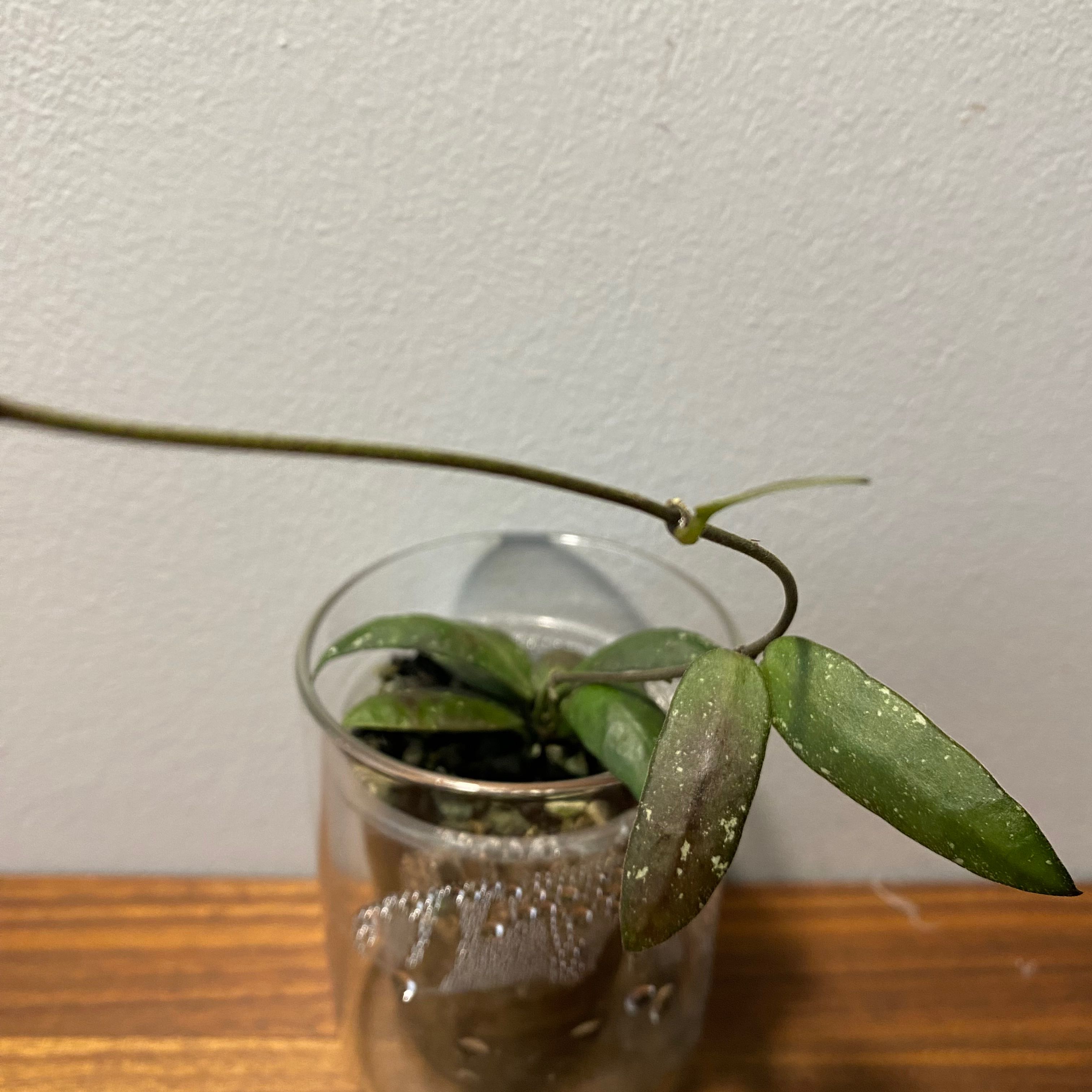 Hoya Sigillatis plant in a glass container with elongated leaves and white spots.