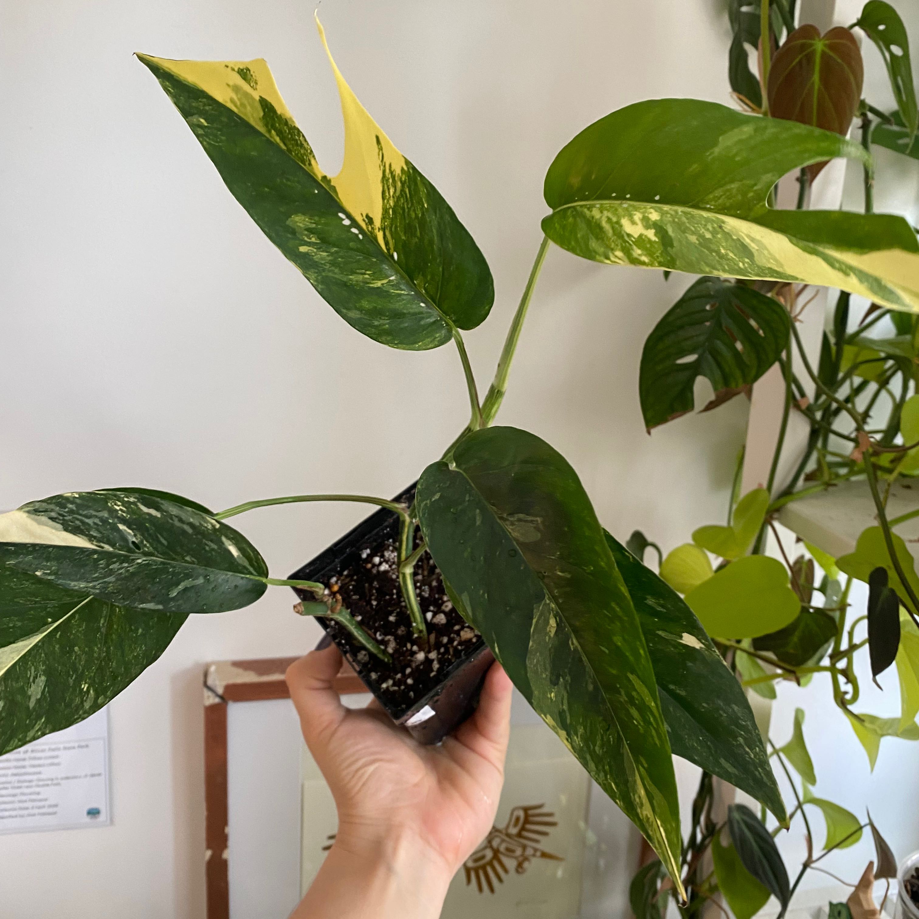Variegated Albo Epipremnum Pinnatum plant with green and yellow leaves, held by a hand.