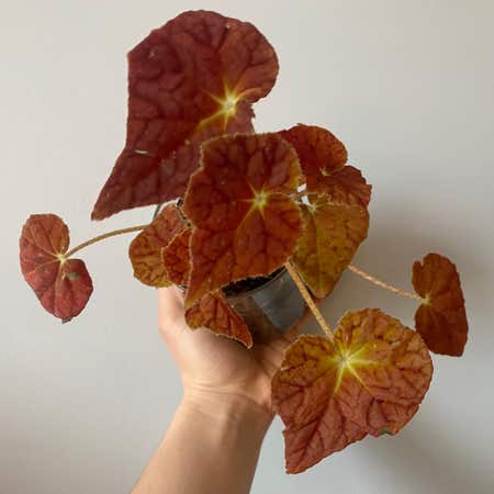 Photo of the plant species Autumn Begonia by @margot named Caleb on Greg, the plant care app