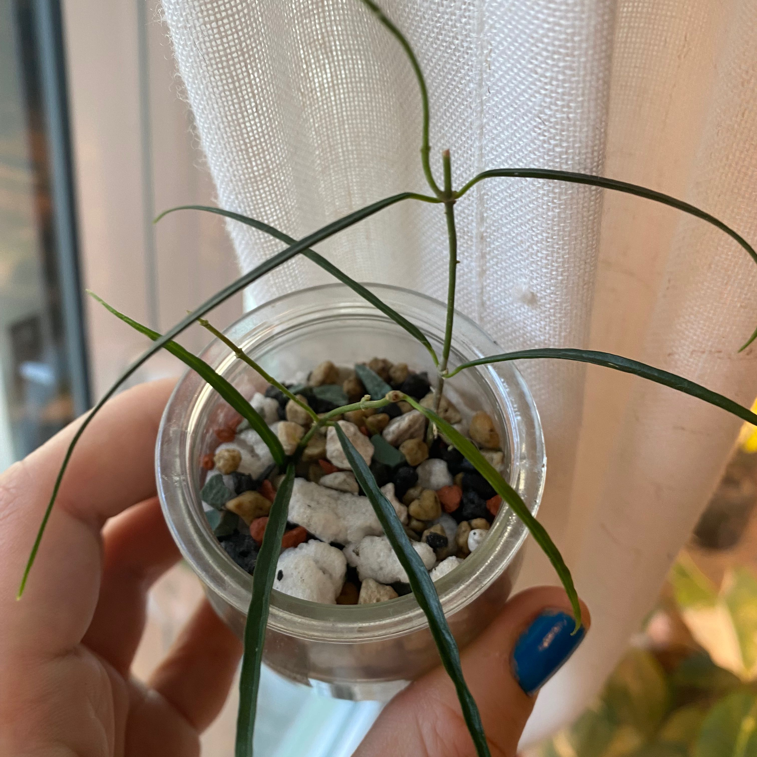 Photo of the plant species Narrow-Leaf Milkweed by @margot named November on Greg, the plant care app