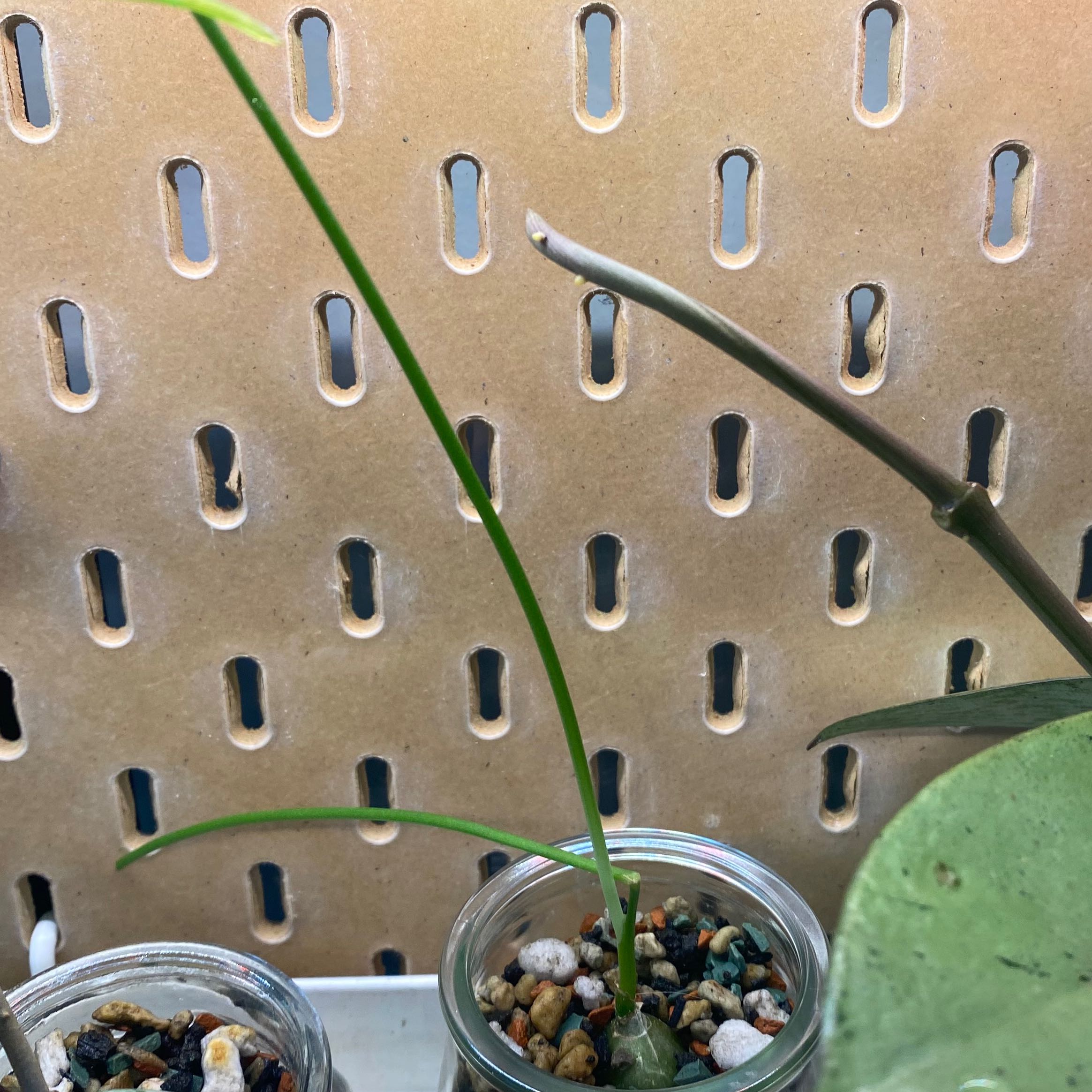 Globe Onion plant with slender green leaves in a container with pebbles, one leaf tip browning.