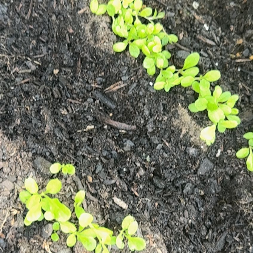 Photo of the plant species Green Ice Lettuce by @Henri07513 named Willow on Greg, the plant care app