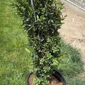 Photo of the plant species Graham Blandy Boxwood by @HeroCentro67 named Darwin on Greg, the plant care app