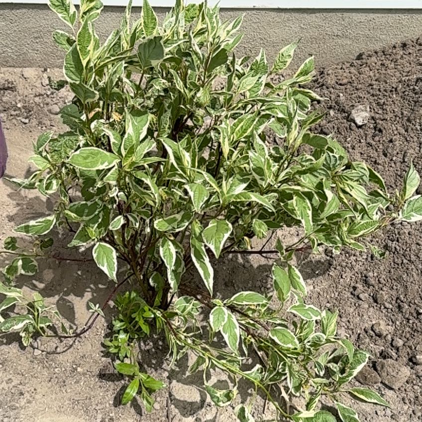 Photo of the plant species Ivory Halo Dogwood by @HeroCentro67 named Robert Plant on Greg, the plant care app
