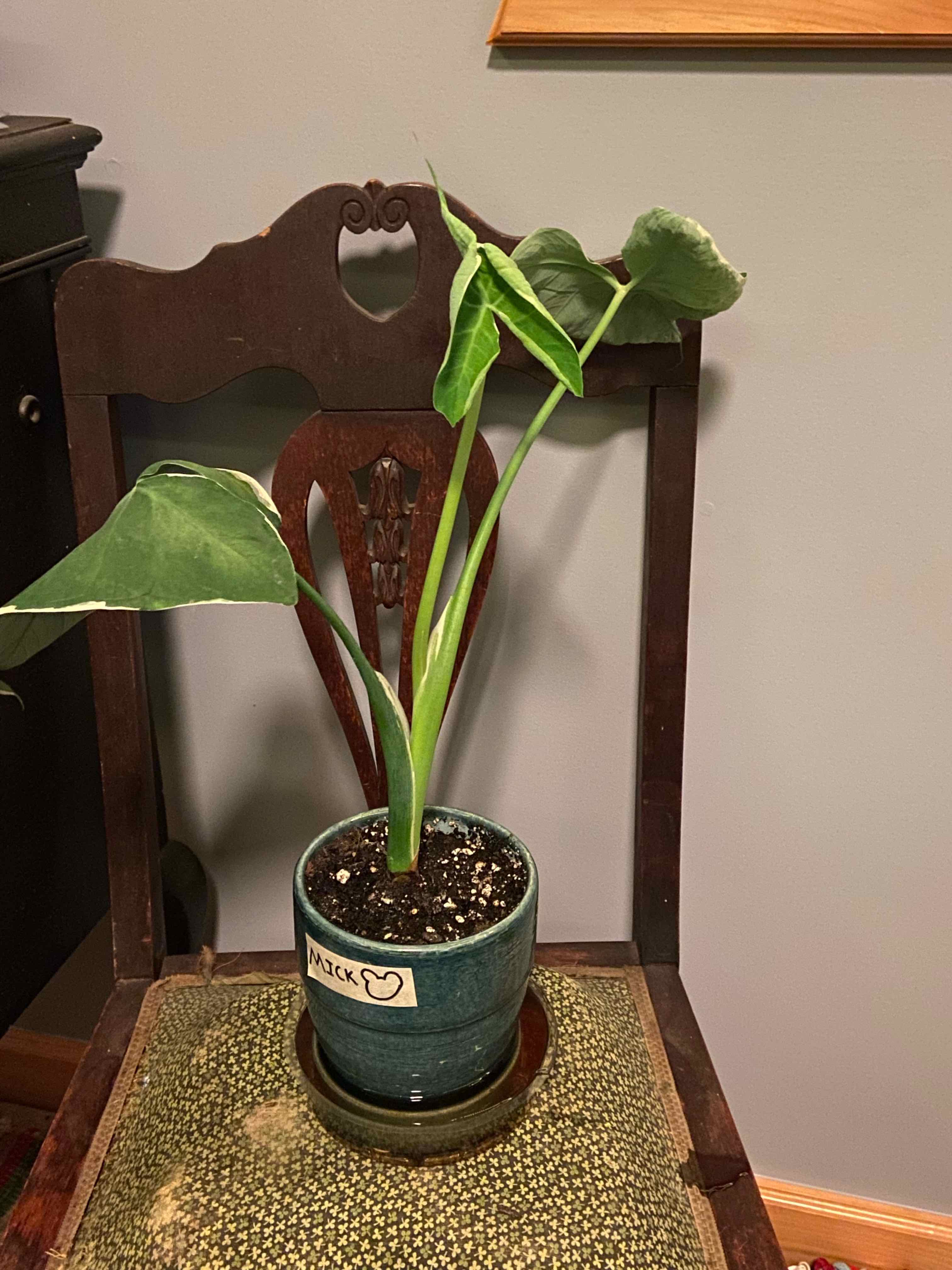 Potted Mickey Mouse Taro plant with large green leaves on a chair.
