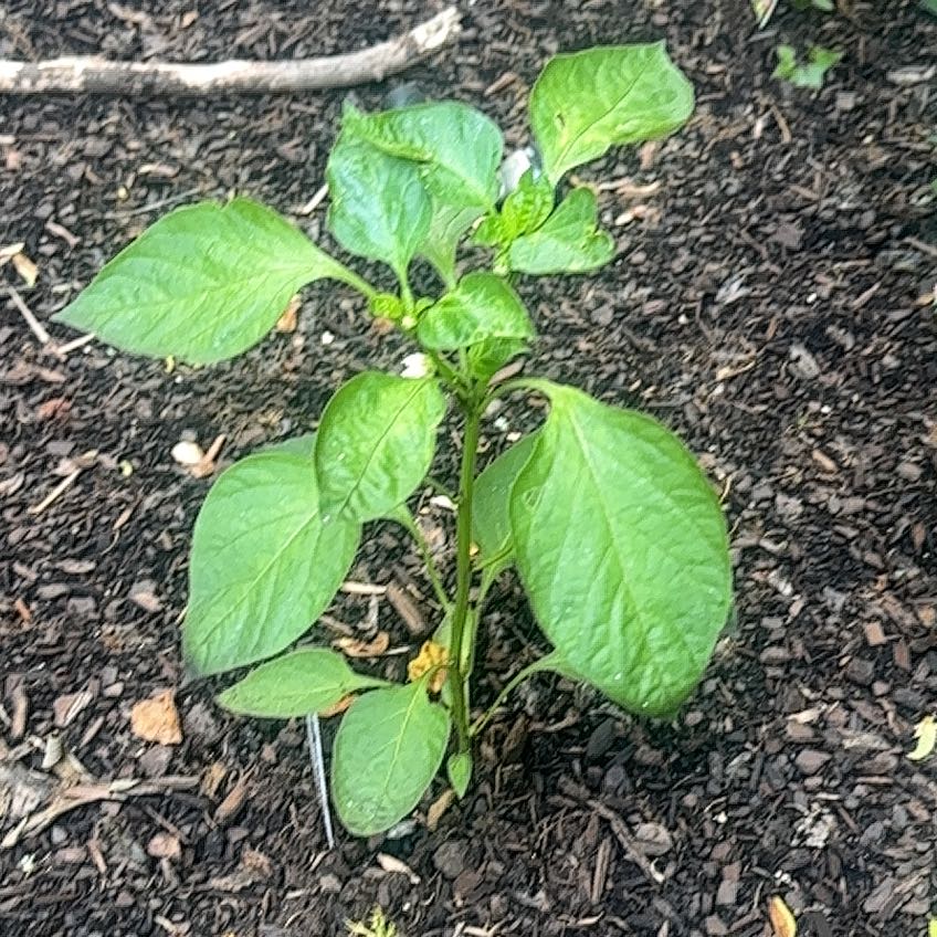 Photo of the plant species Corno di Toro Pepper by @BoldKaraka81 named Achilles on Greg, the plant care app