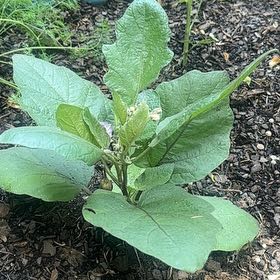 Photo of the plant species Patio Baby Eggplant by @BoldKaraka81 named Gates on Greg, the plant care app