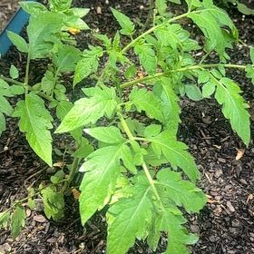 Photo of the plant species Tomato 'Black Krim' by @BoldKaraka81 named Beyonce on Greg, the plant care app