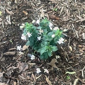 Photo of the plant species Hardy Upright Fuchsia by @BoldKaraka81 named Walt on Greg, the plant care app