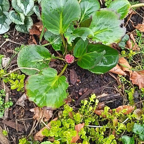 Photo of the plant species Heart-Leaved Bergenia by @UltraWhitecoral named Rosa on Greg, the plant care app