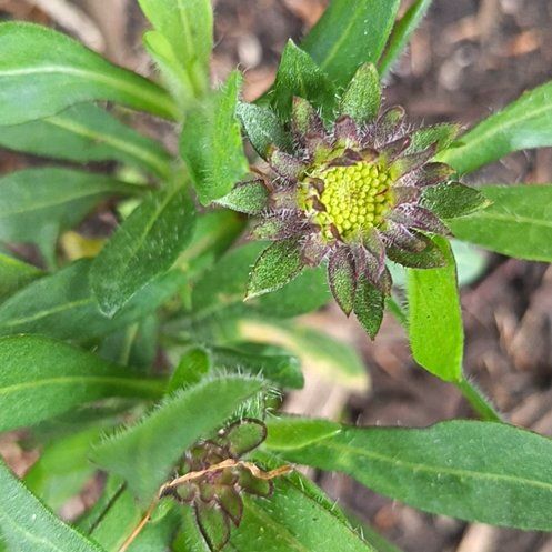 Photo of the plant species Great Blanket Flower by @UltraWhitecoral named Shakira on Greg, the plant care app