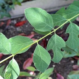 Photo of the plant species Hillside Blueberry by @KindTaraire28 named Lavender on Greg, the plant care app