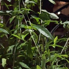 Photo of the plant species Vernonia Creeper by @SpeedySeadahlia named Messi on Greg, the plant care app
