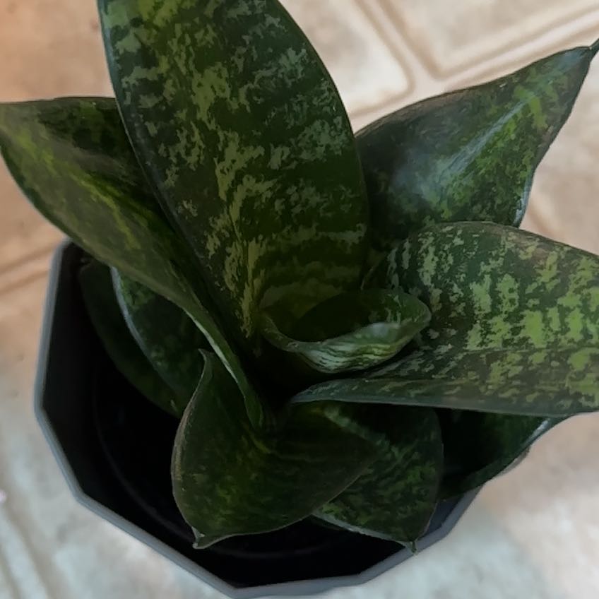 Photo of the plant species Tiger Star Snake Plant by @Brittuhhknee named Orlando Bloom on Greg, the plant care app