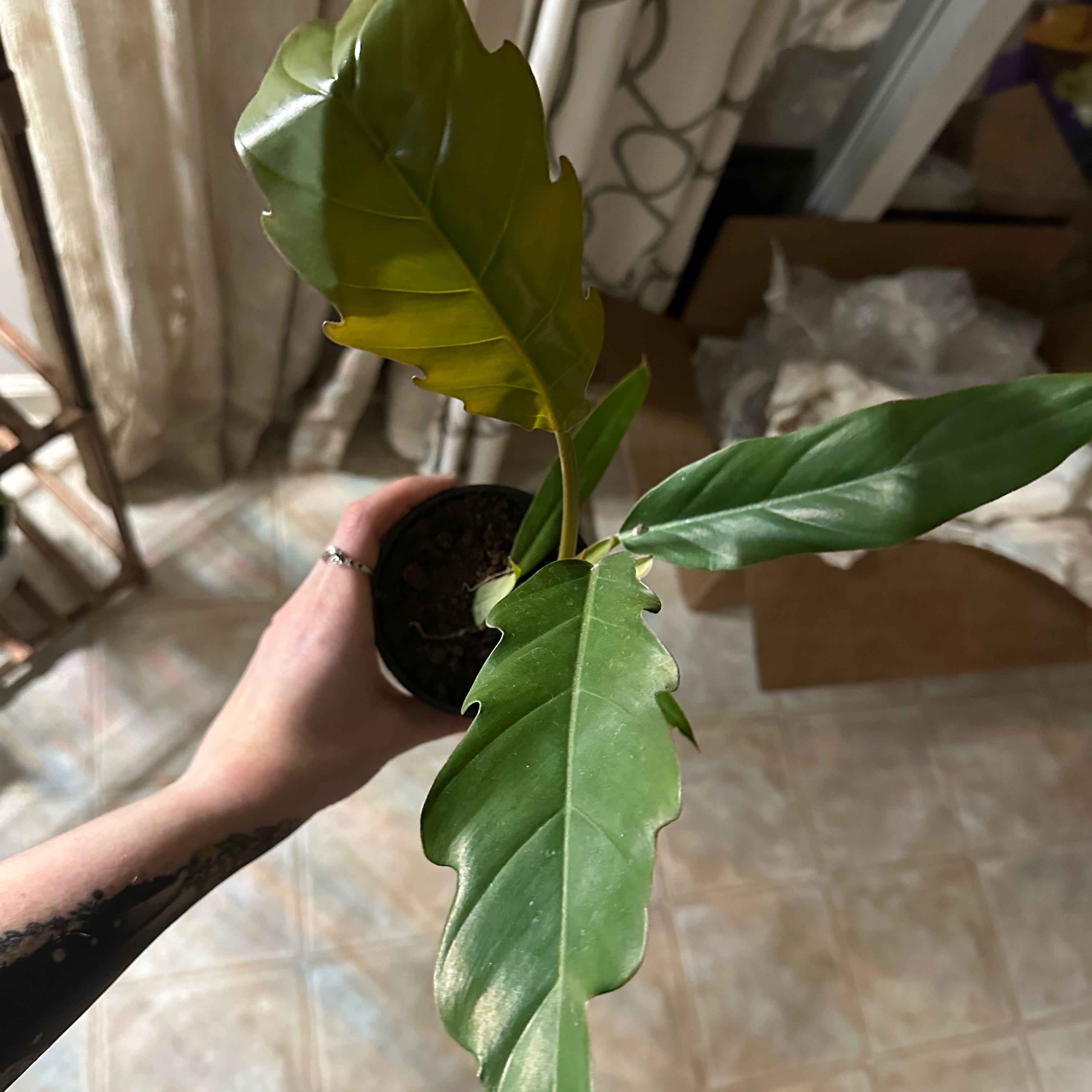 Photo of the plant species Philodendron 'Pluto' by @Brittuhhknee named Foxxy on Greg, the plant care app