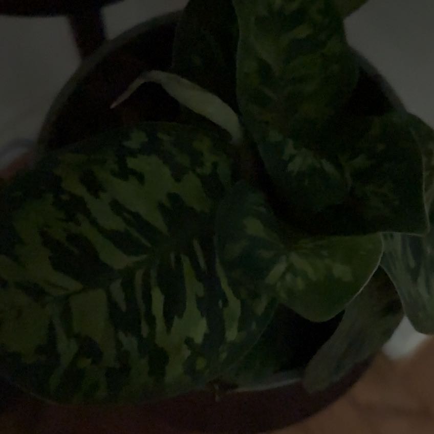 Photo of the plant species Homalomena 'Camouflage' by @Brittuhhknee named Wall-E on Greg, the plant care app