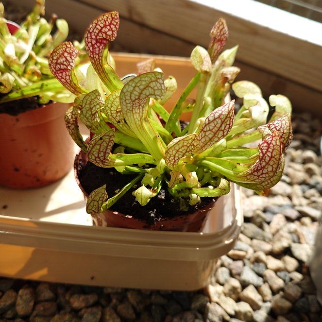 Photo of the plant species Scarlet Belle by @Tsukeh named Nom on Greg, the plant care app