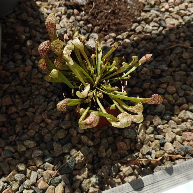 Photo of the plant species Scarlet Belle by @Tsukeh named Nim on Greg, the plant care app