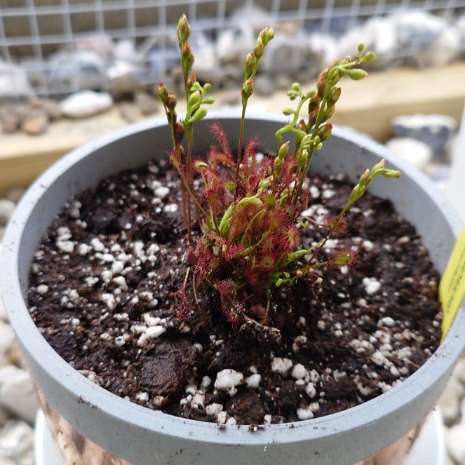 Photo of the plant species Oblong-Leaved Sundew by @Tsukeh named Orwell on Greg, the plant care app