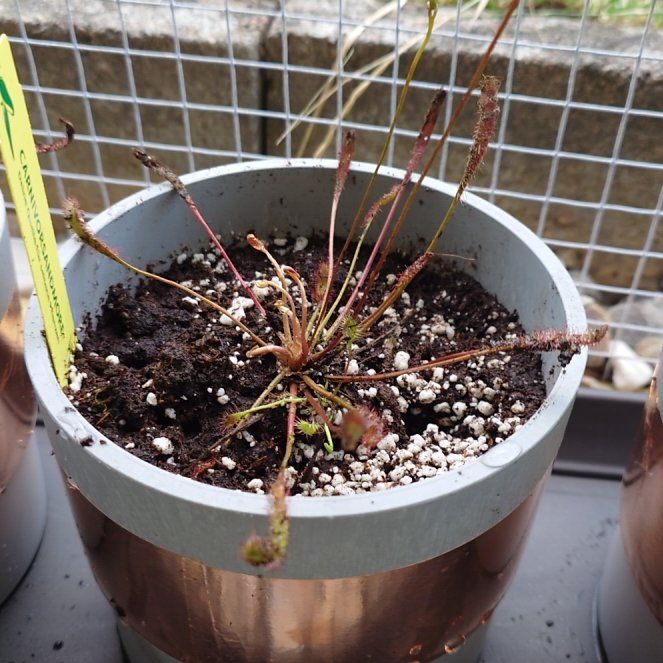 Photo of the plant species English Sundew by @Tsukeh named Curie on Greg, the plant care app