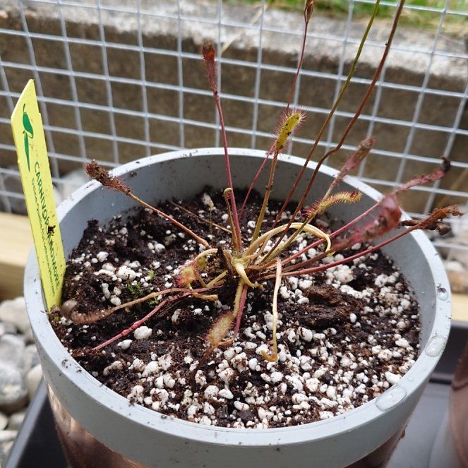 Photo of the plant species English Sundew by @Tsukeh named Zion on Greg, the plant care app