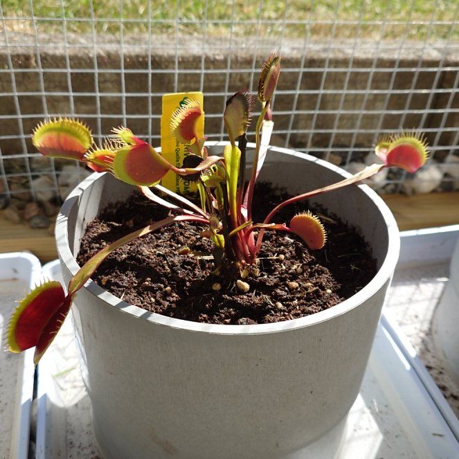 Photo of the plant species Red Dragon Fly Trap by @Tsukeh named Rainier on Greg, the plant care app