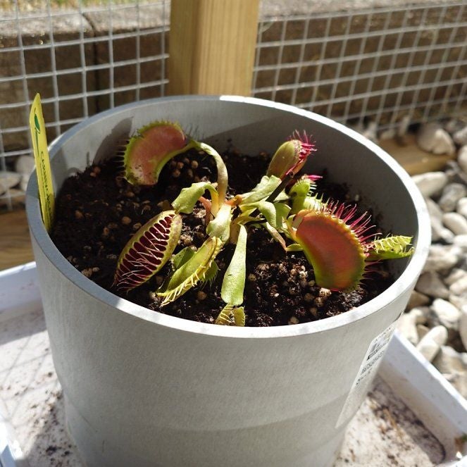 ペリペラ Dionaea muscipula 'B-52' Plant Care: Water, Light, Nutrients