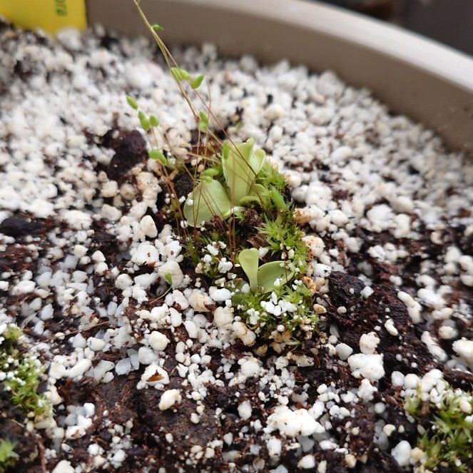 Photo of the plant species Large-Flowered Butterwort by @Tsukeh named Surya on Greg, the plant care app