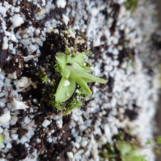 Photo of the plant species Large-Flowered Butterwort by @Tsukeh named Aria on Greg, the plant care app