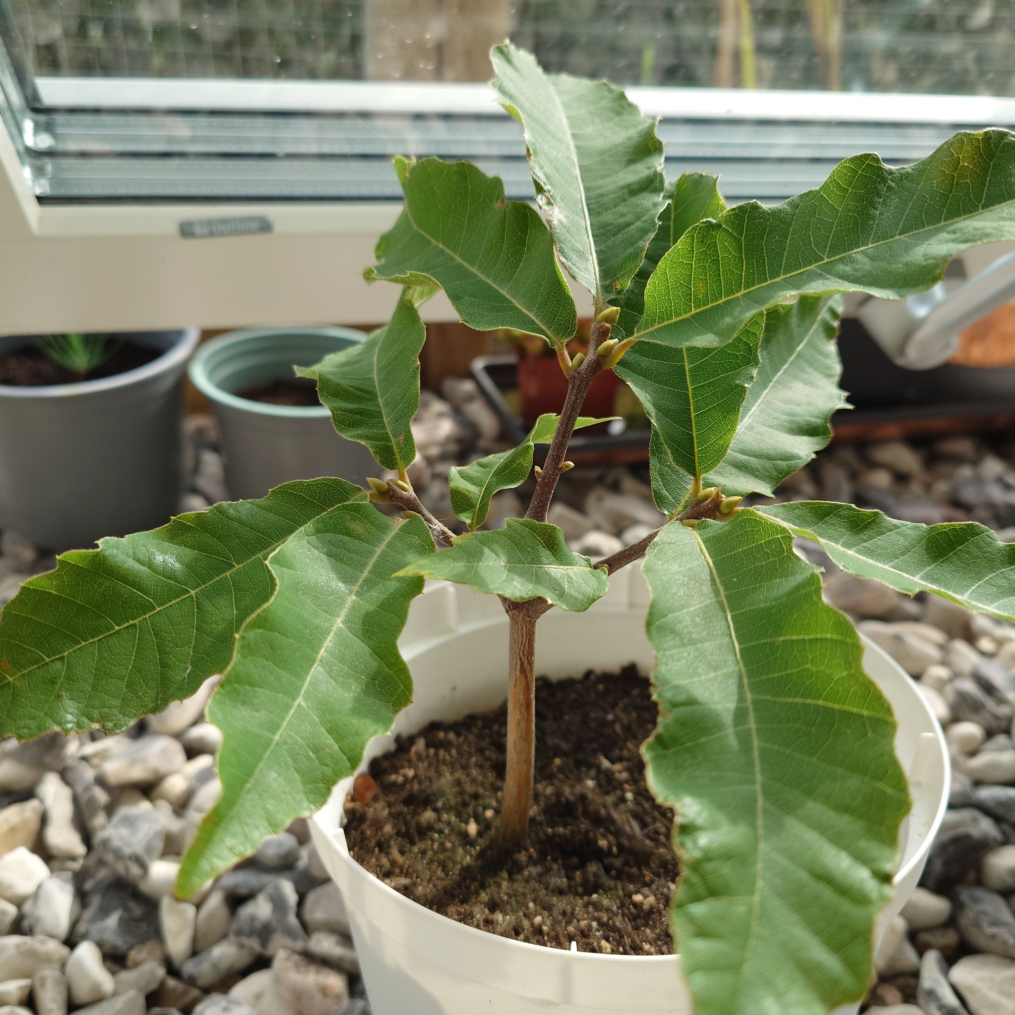 Photo of the plant species Spanish Chestnut by @Tsukeh named Chadnut on Greg, the plant care app
