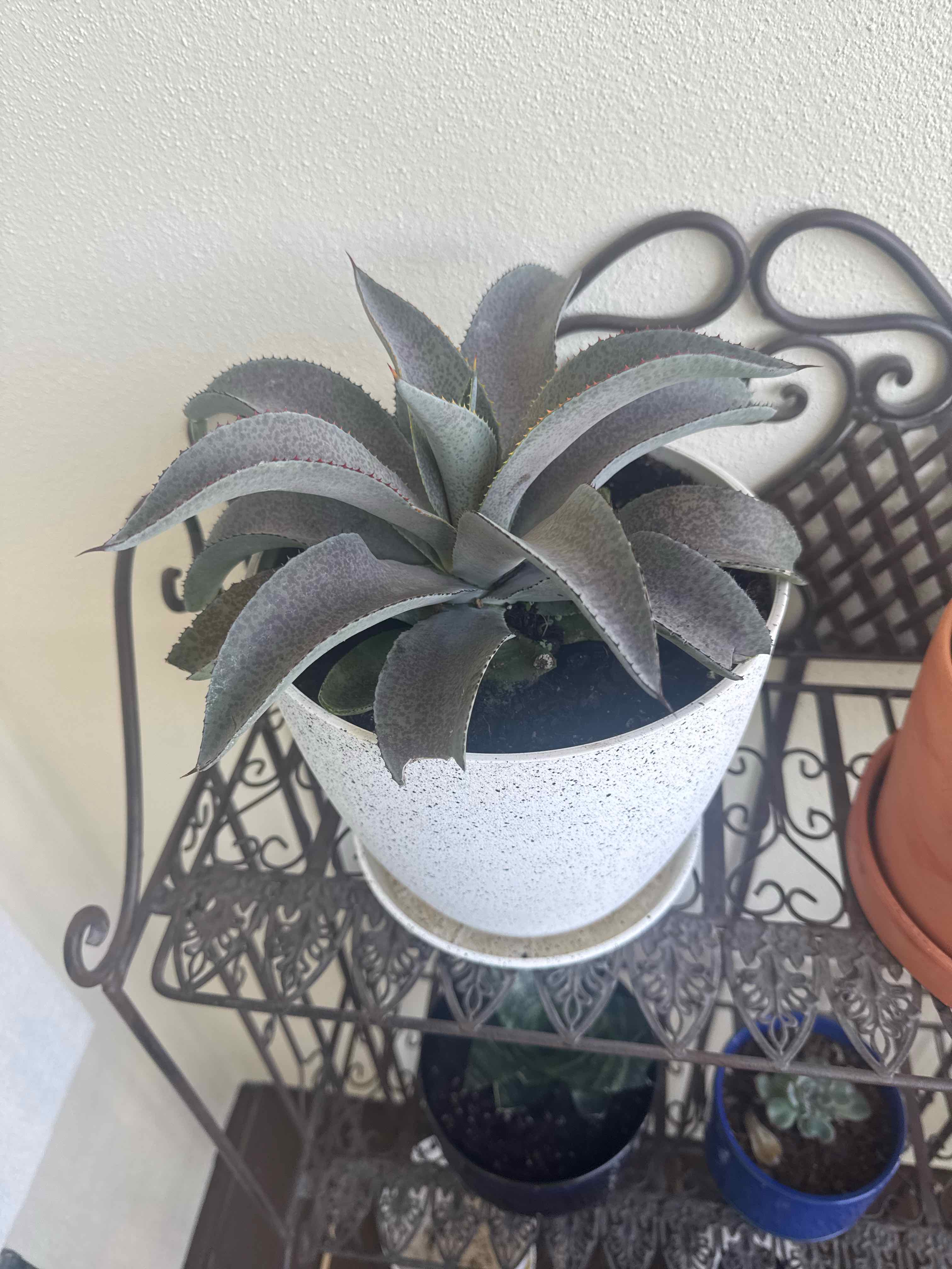 Photo of the plant species Mangave 'Barney' by @BalancedTaro73 named Girlfrond on Greg, the plant care app