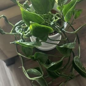 Photo of the plant species Pothos 'Shangri La' by @BalancedTaro73 named Gates on Greg, the plant care app