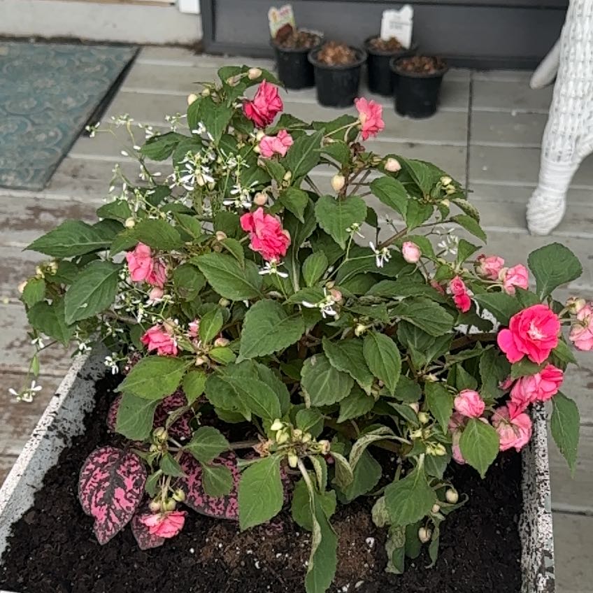 Photo of the plant species Hypoestes 'Red' by @HerbologyYr1 named Ferdinand on Greg, the plant care app