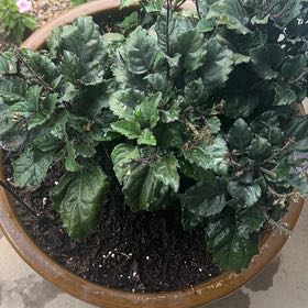 Photo of the plant species Purple Swedish Ivy by @SpiffyMullein named Aria on Greg, the plant care app
