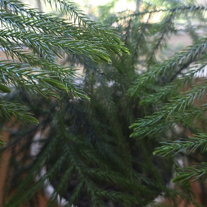 Photo of the plant species Cook's Pine by @DearRedcap97 named Joy on Greg, the plant care app