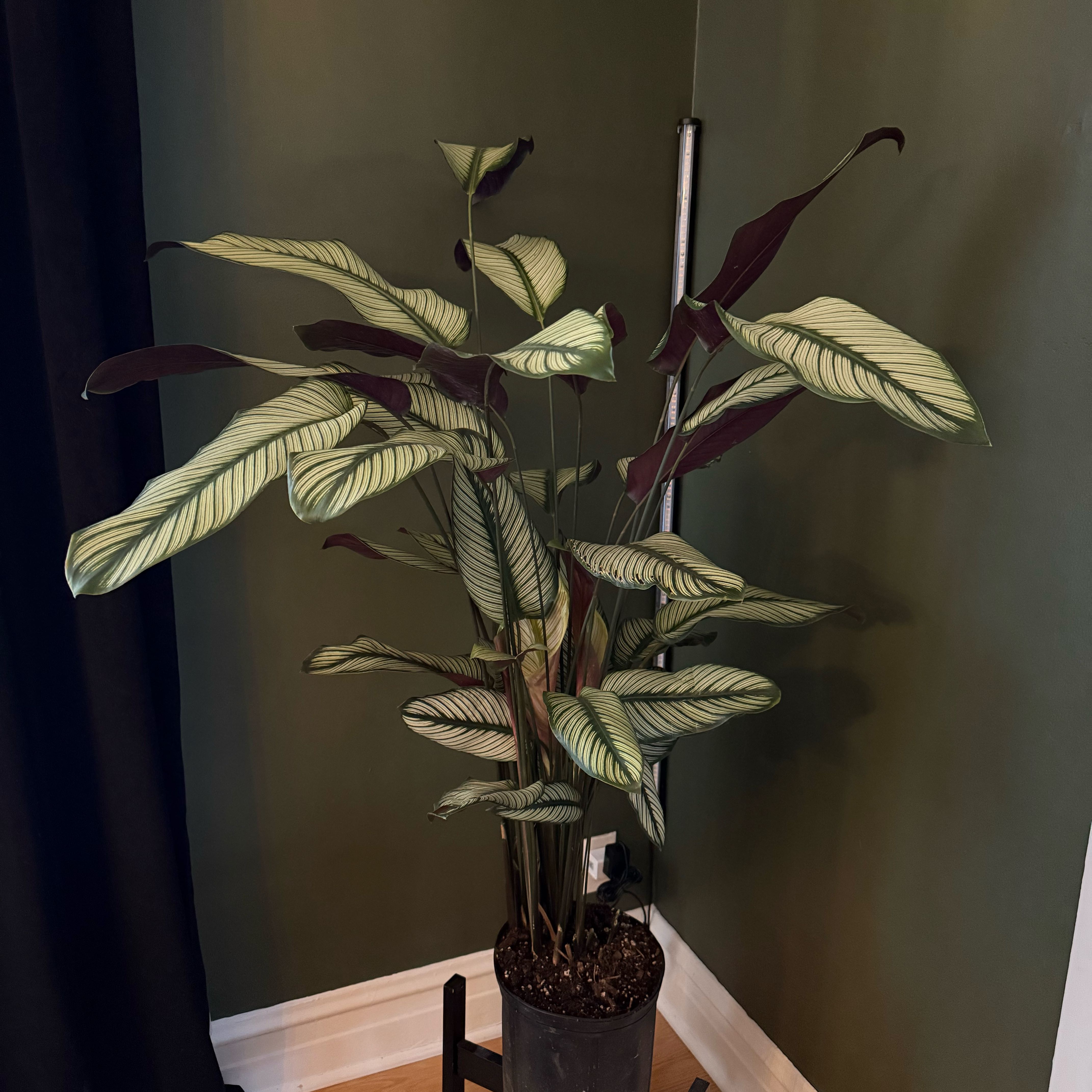 Photo of the plant species White Star by @LeafyLawyer named Nemo on Greg, the plant care app