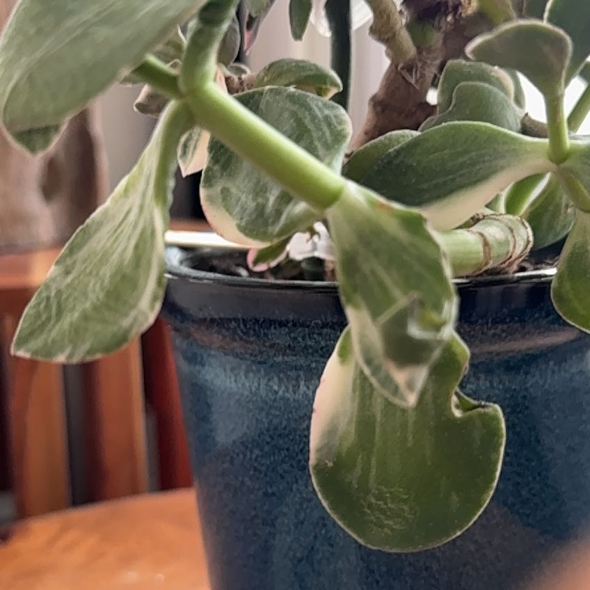 Photo of the plant species Variagated Jade Plant by @LeafyLawyer named Leonardo on Greg, the plant care app