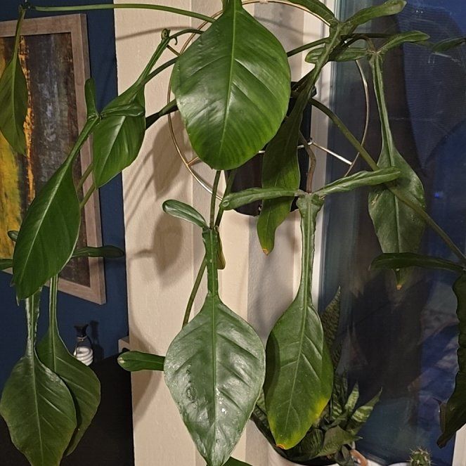 Photo of the plant species Electric Eel by @WarmPuka28 named Mollie on Greg, the plant care app