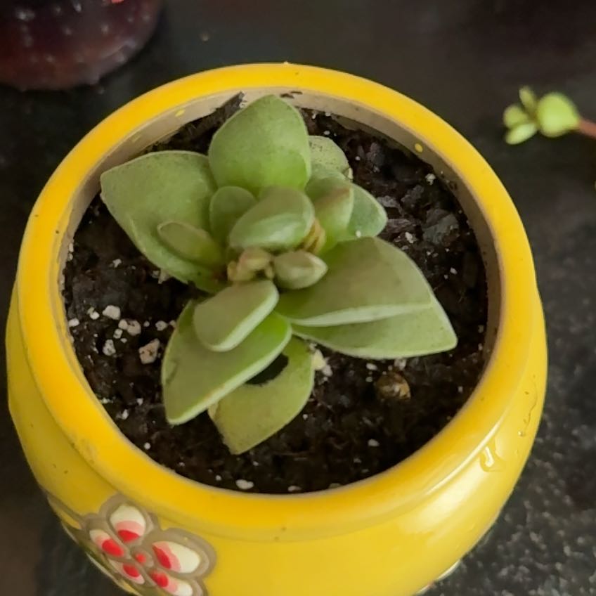 Photo of the plant species Crassula Morgan Hybrid w. Silver Springtime by @BeepBoop named Gregarious on Greg, the plant care app
