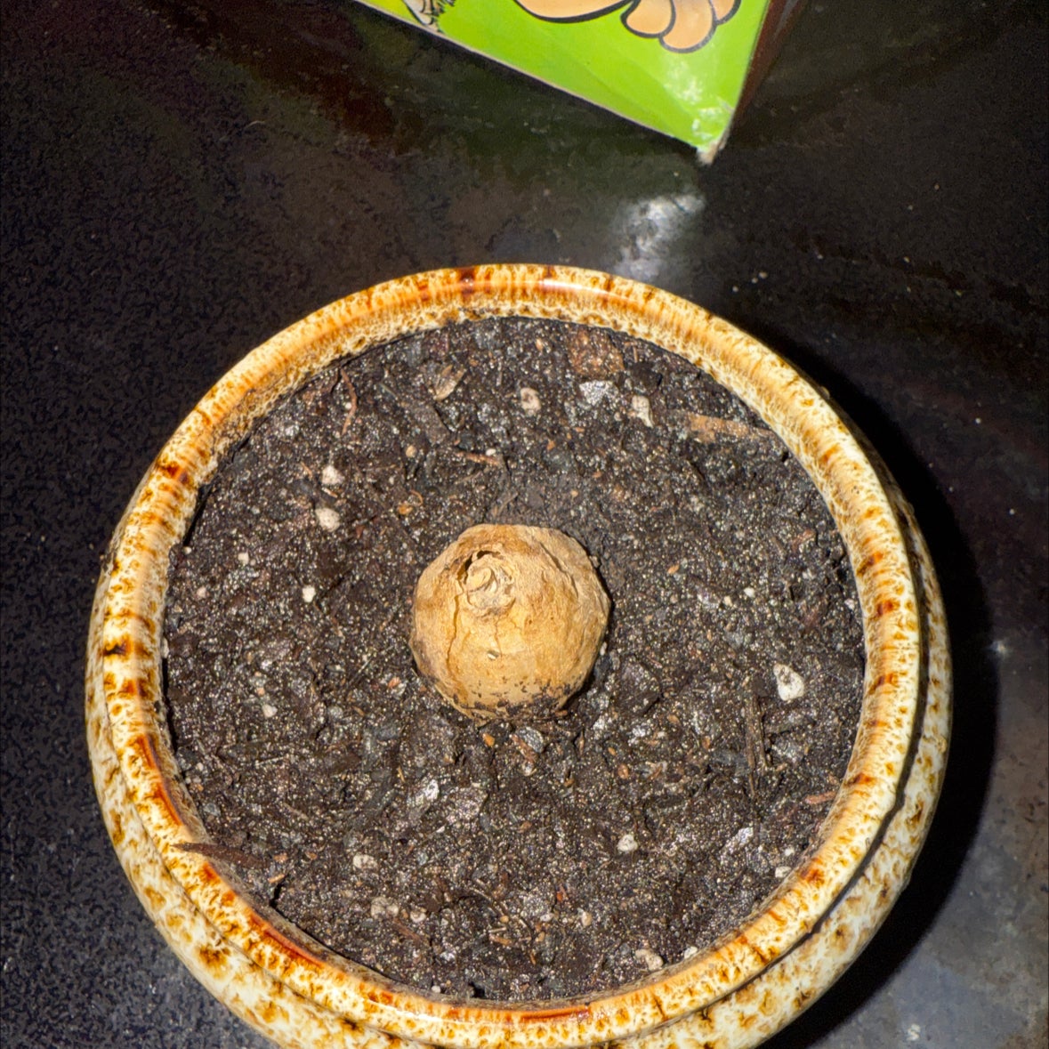 Photo of the plant species Albuca concordiana by @BeepBoop named Airrick on Greg, the plant care app