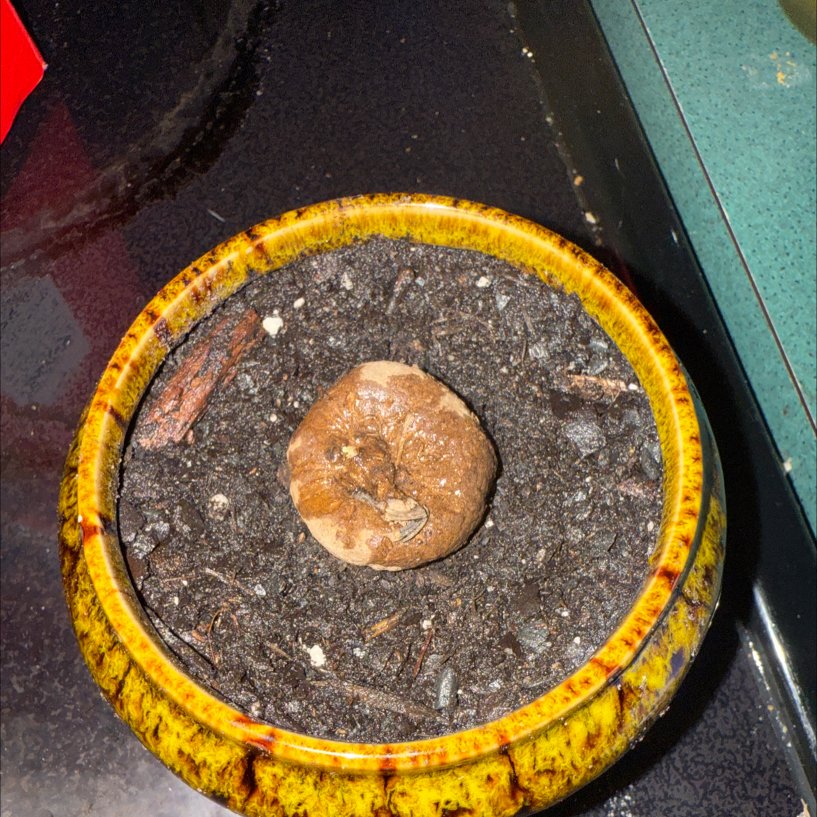 Photo of the plant species Stephania Cepharanta by @BeepBoop named Lebron on Greg, the plant care app