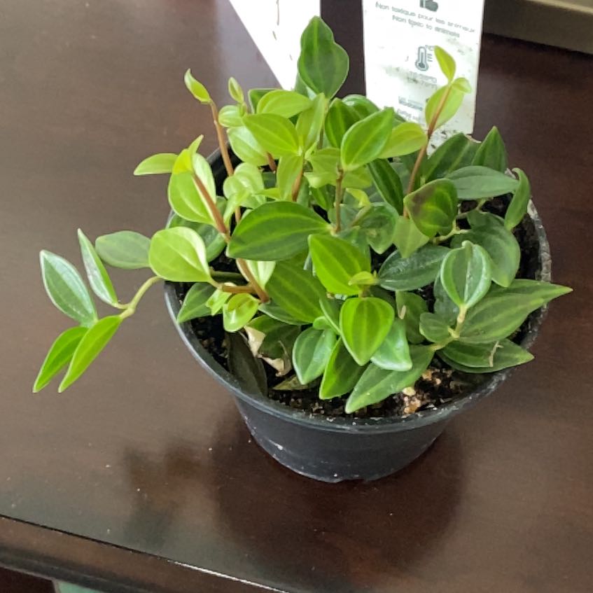 Photo of the plant species Peperomia 'Funky Frog' by @MaestroCanna83 named Walt on Greg, the plant care app