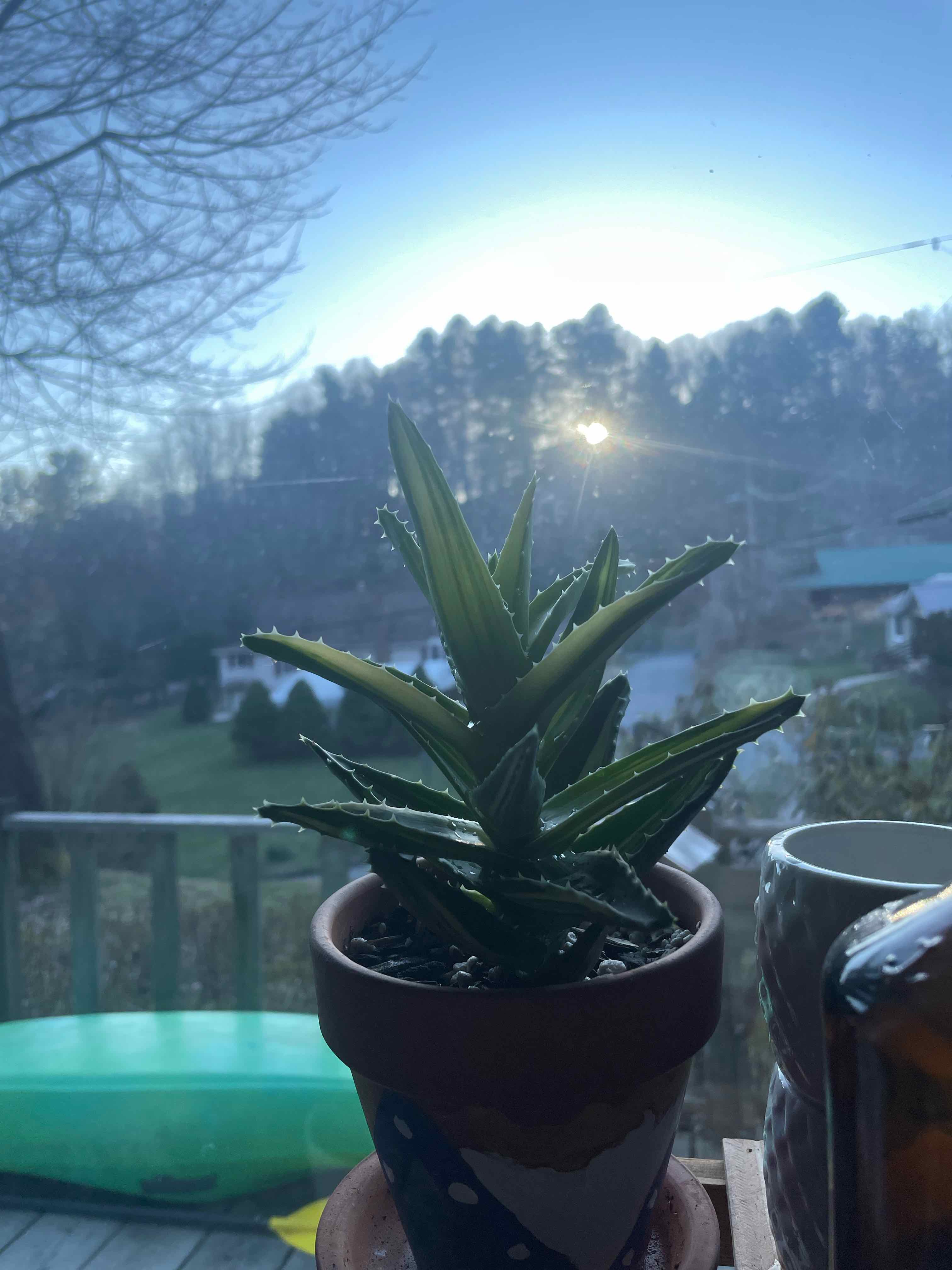 Potted Thorn-Crested Century Plant on a windowsill with an outdoor background.