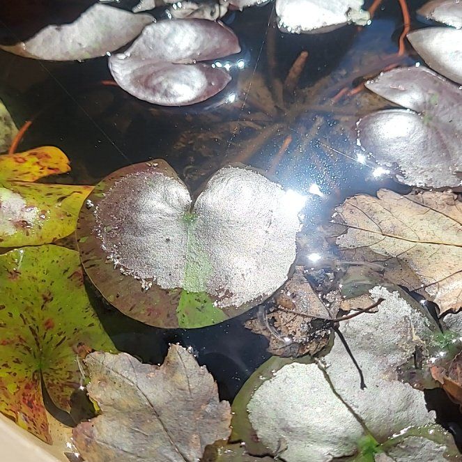 Photo of the plant species American White Waterlily by @UnbeatenPlain named ChloroPhil on Greg, the plant care app