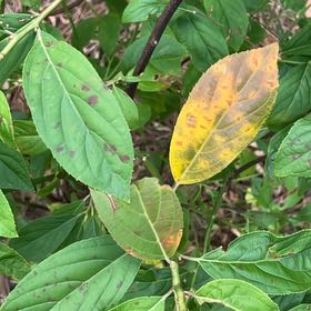 Photo of the plant species Virginia Sweetspire by @UberCogongrass named Zion on Greg, the plant care app
