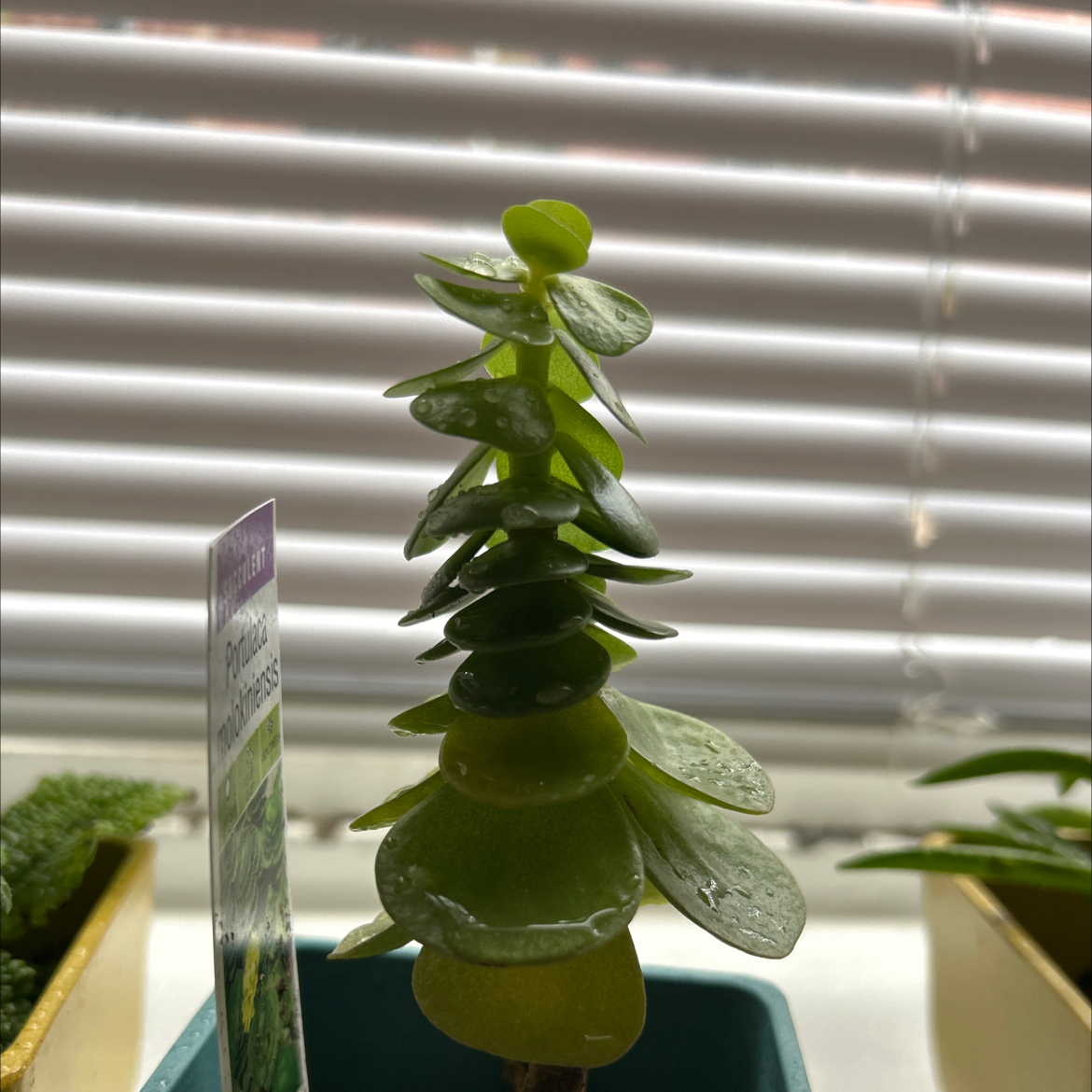Photo of the plant species Succulent by @FabTipa85 named ChloroPhil on Greg, the plant care app