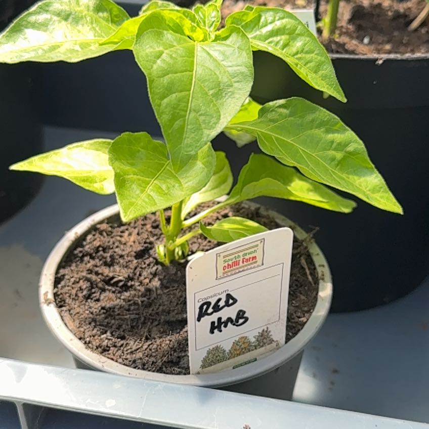 Photo of the plant species Red Habanero by @BuddingKamahi85 named Muhammad Ali on Greg, the plant care app