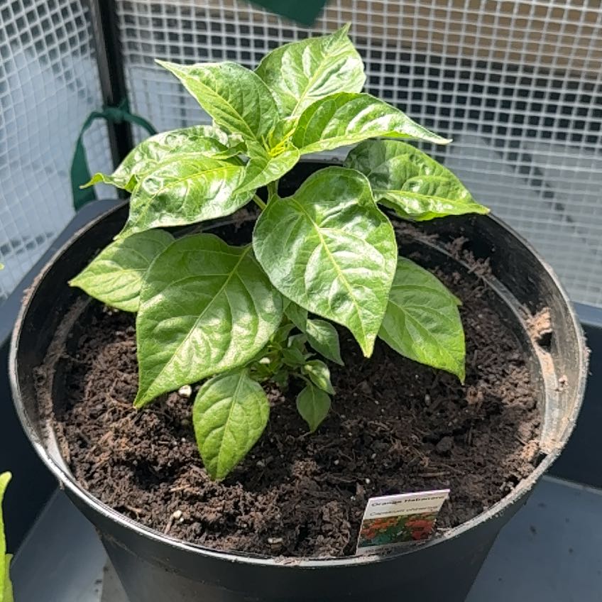 Photo of the plant species Orange Habanero by @BuddingKamahi85 named Leaf Erickson on Greg, the plant care app