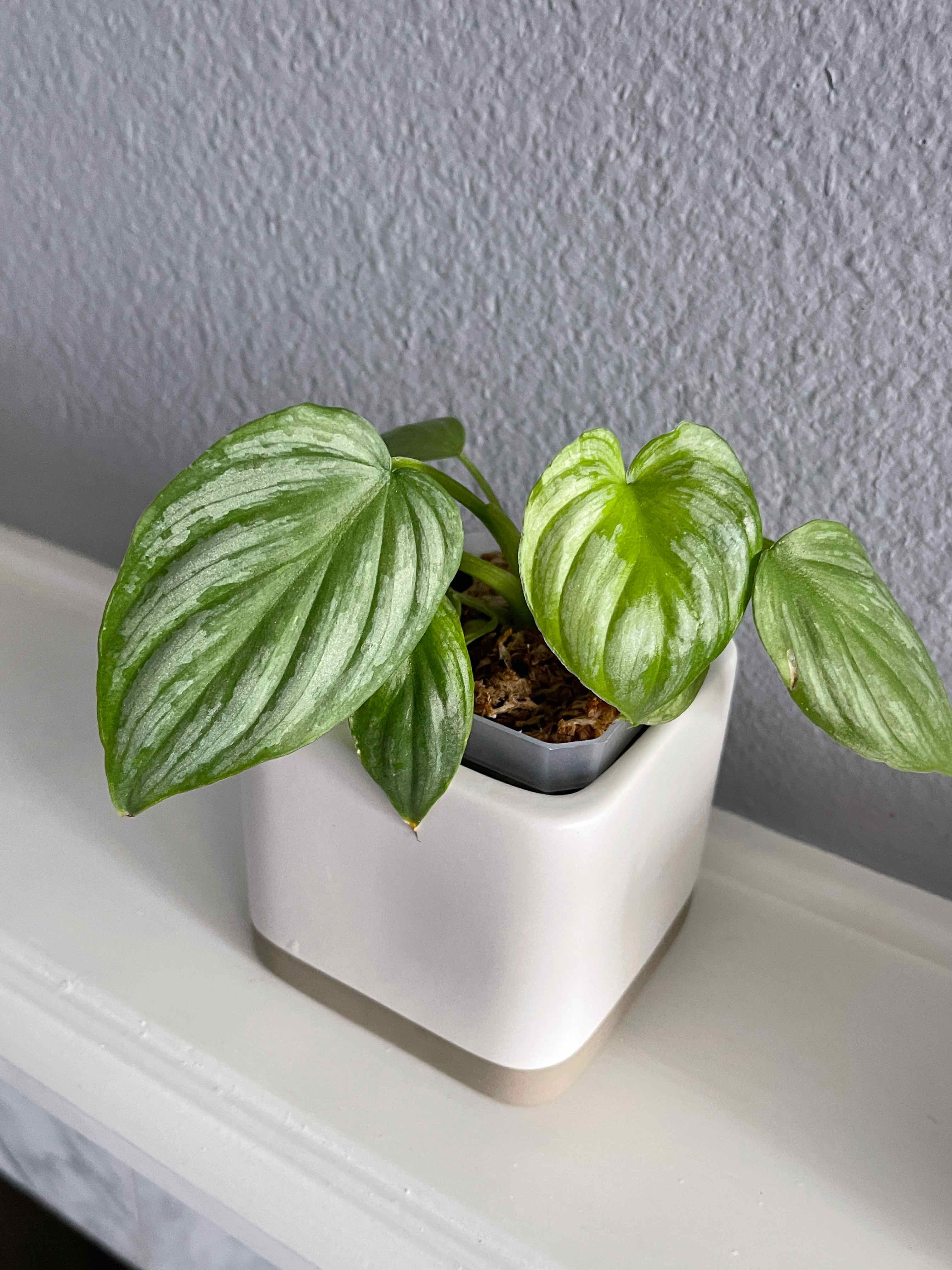 Philodendron mamei plant in a white pot with healthy green leaves and silver markings.