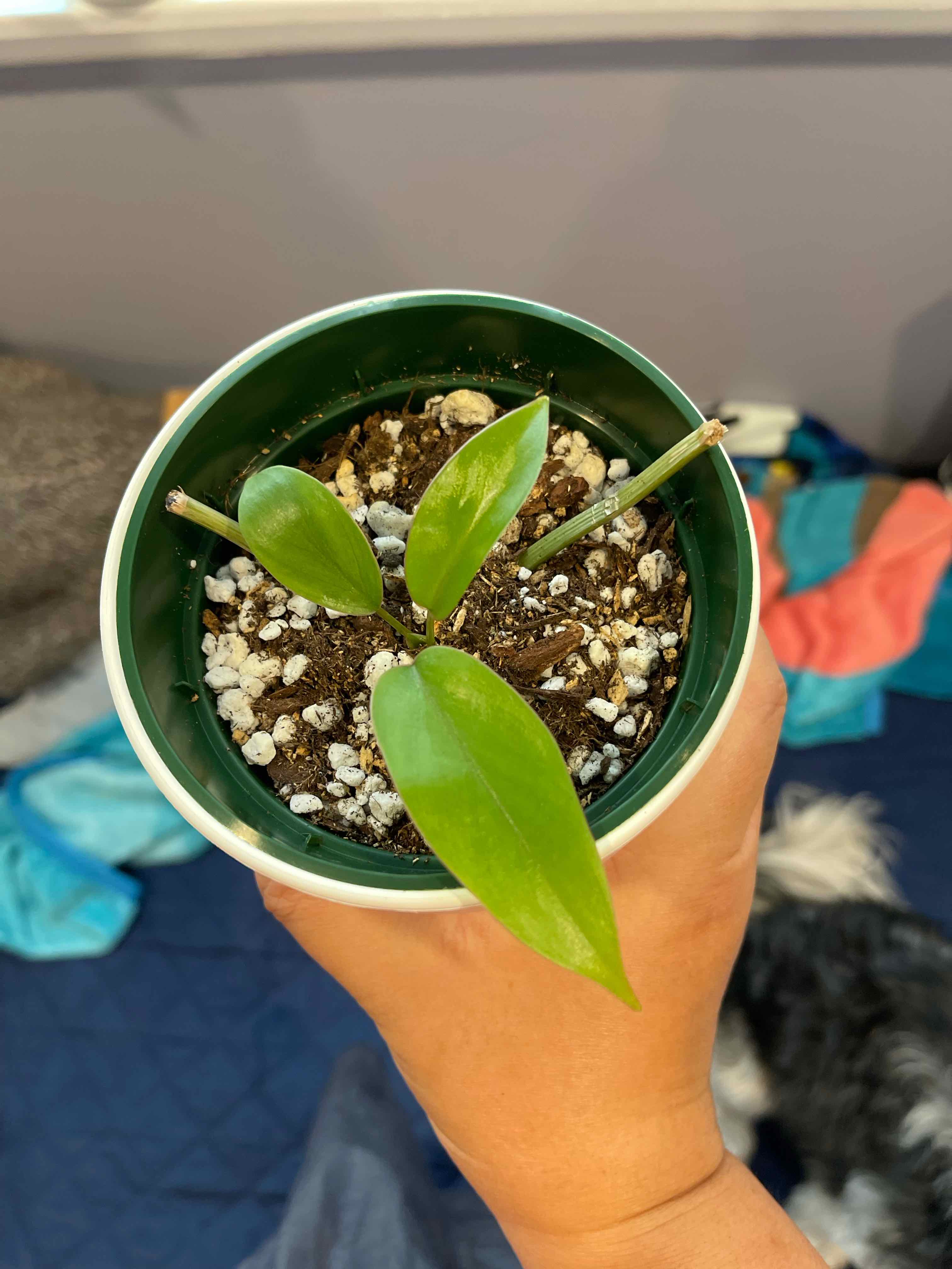 Philodendron mayoi plant in a pot with healthy green leaves and visible soil.